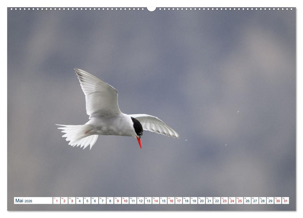 Südgeorgien - Abgelegenes Naturparadies (CALVENDO Wandkalender 2026)