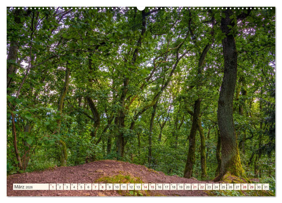 Im Zauber der Wälder (CALVENDO Premium Wandkalender 2026)