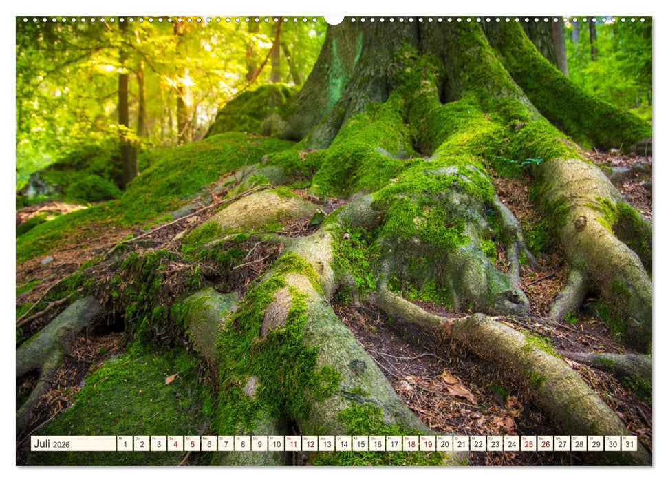 Im Zauber der Wälder (CALVENDO Premium Wandkalender 2026)