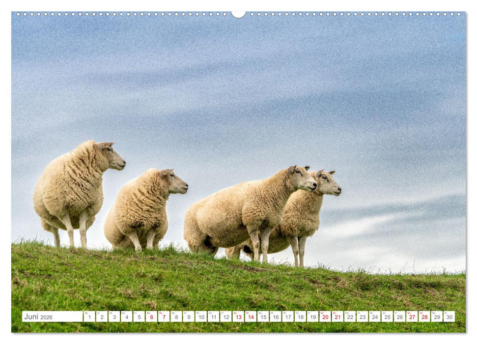 Naturerlebnis Rømø (CALVENDO Wandkalender 2026)