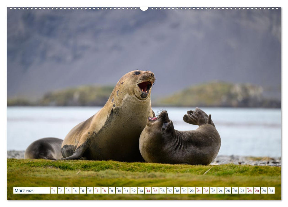 Südgeorgien - Abgelegenes Naturparadies (CALVENDO Premium Wandkalender 2026)