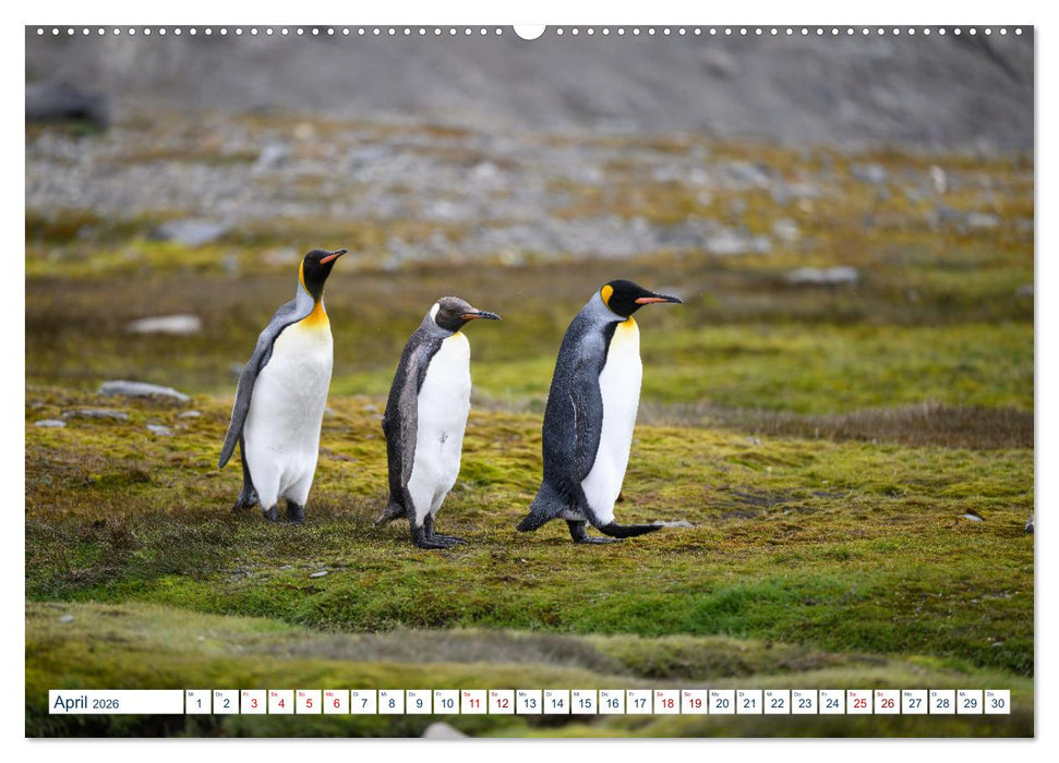 Südgeorgien - Abgelegenes Naturparadies (CALVENDO Premium Wandkalender 2026)