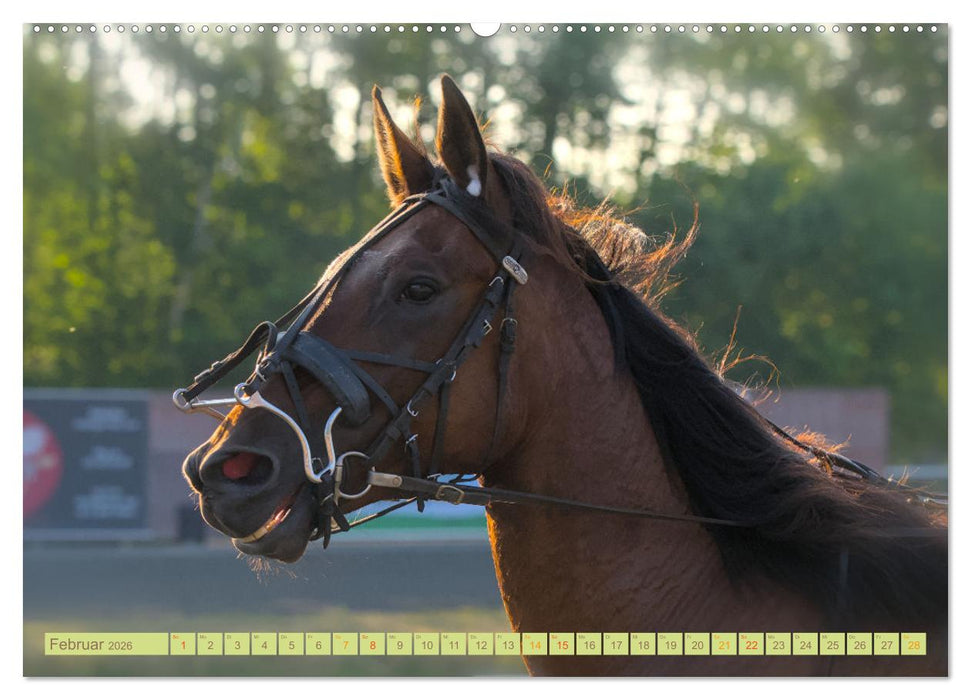 Rennpferde - Gesichter erzählen (CALVENDO Wandkalender 2026)