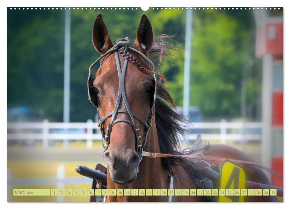 Rennpferde - Gesichter erzählen (CALVENDO Wandkalender 2026)
