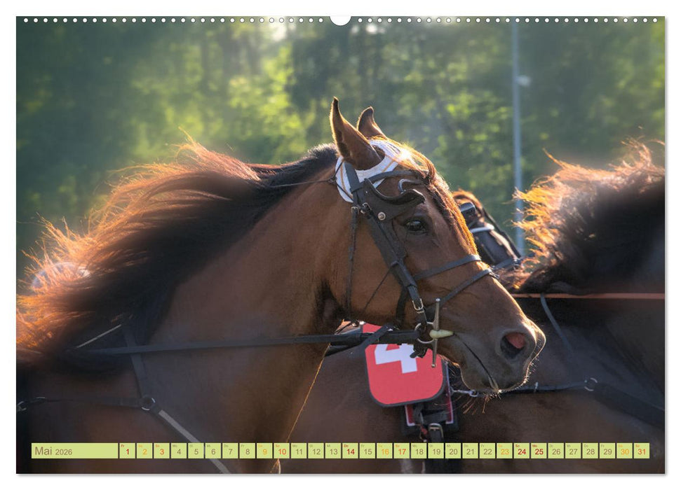 Rennpferde - Gesichter erzählen (CALVENDO Wandkalender 2026)