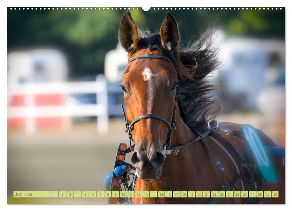 Rennpferde - Gesichter erzählen (CALVENDO Wandkalender 2026)