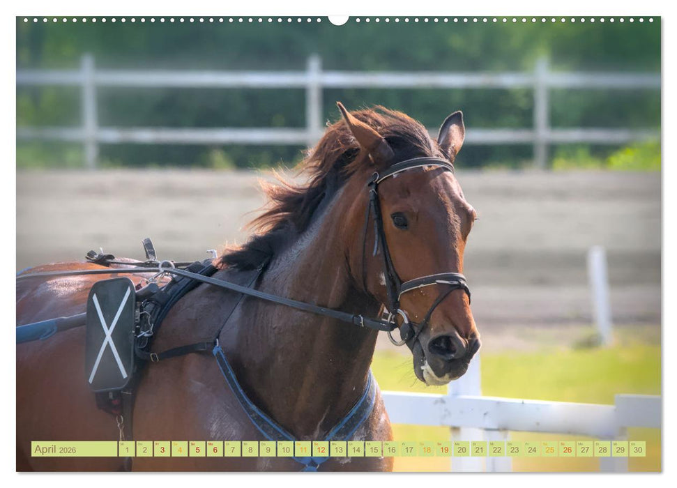 Rennpferde - Gesichter erzählen (CALVENDO Premium Wandkalender 2026)