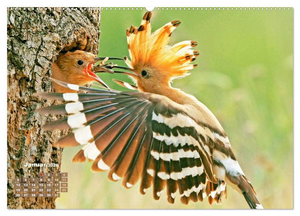 Vögel in unserer Heimat: Kiebitz, Wiedehopf und Turteltaube (CALVENDO Wandkalender 2026)