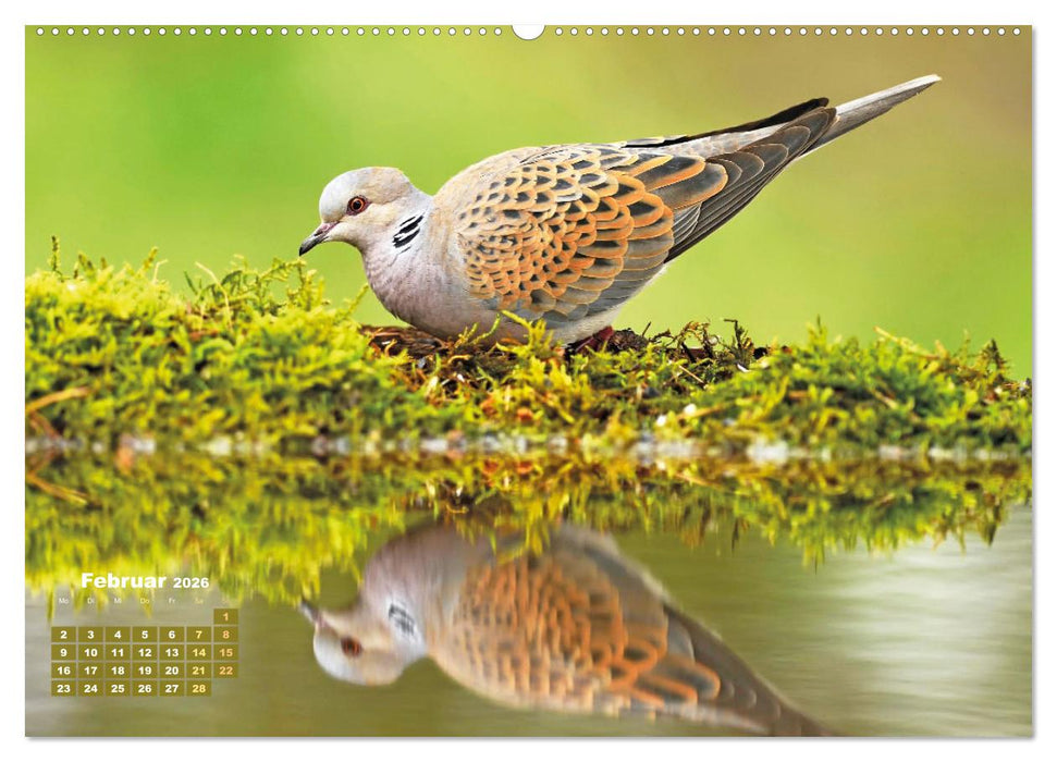 Vögel in unserer Heimat: Kiebitz, Wiedehopf und Turteltaube (CALVENDO Wandkalender 2026)