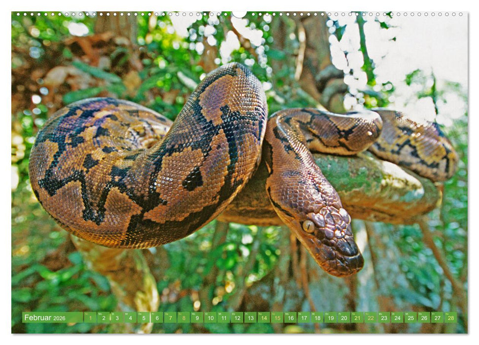 Schlangen: Zupackend (CALVENDO Wandkalender 2026)