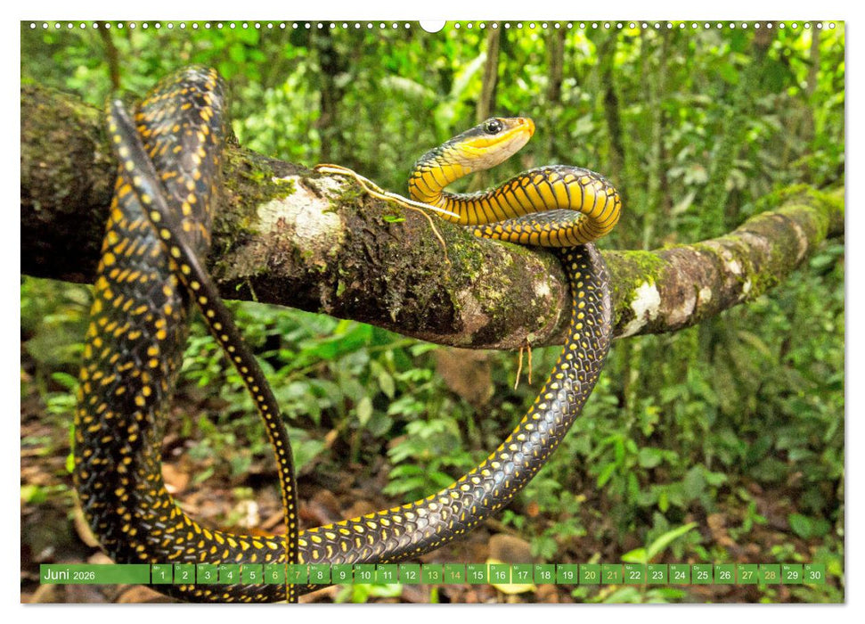 Schlangen: Zupackend (CALVENDO Wandkalender 2026)