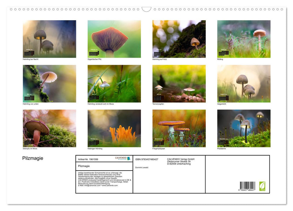 Pilzmagie (CALVENDO Wandkalender 2026)