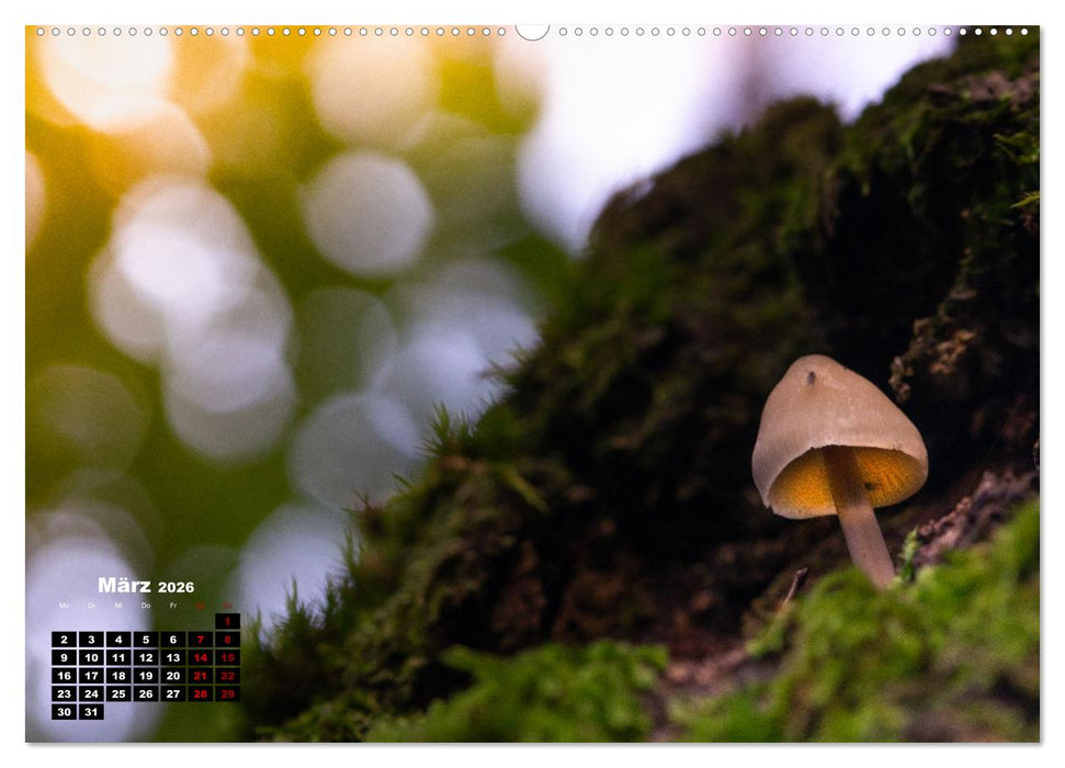 Pilzmagie (CALVENDO Wandkalender 2026)