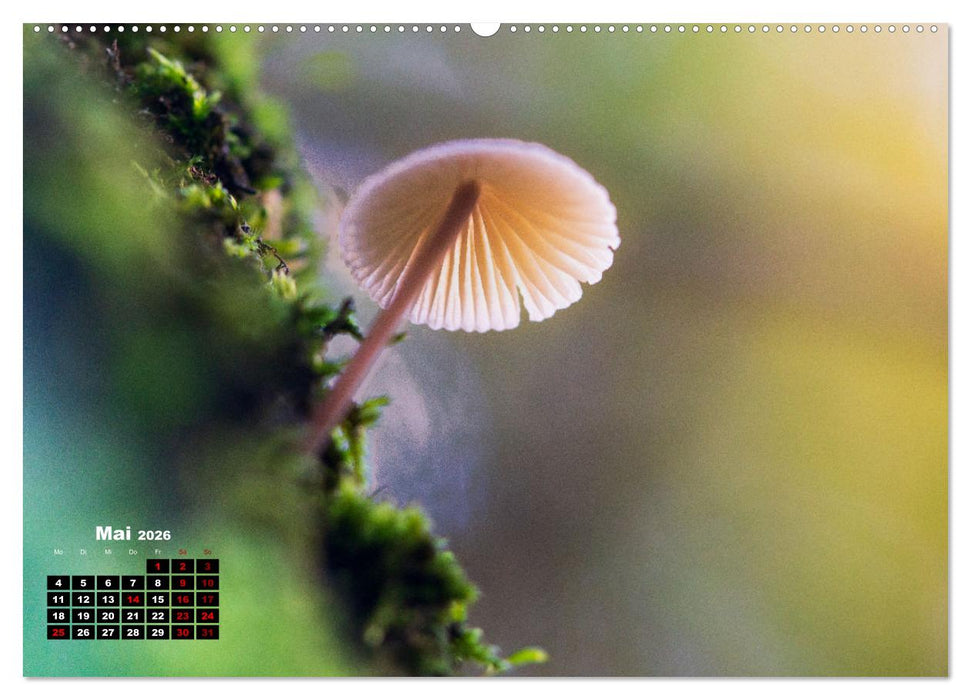 Pilzmagie (CALVENDO Wandkalender 2026)