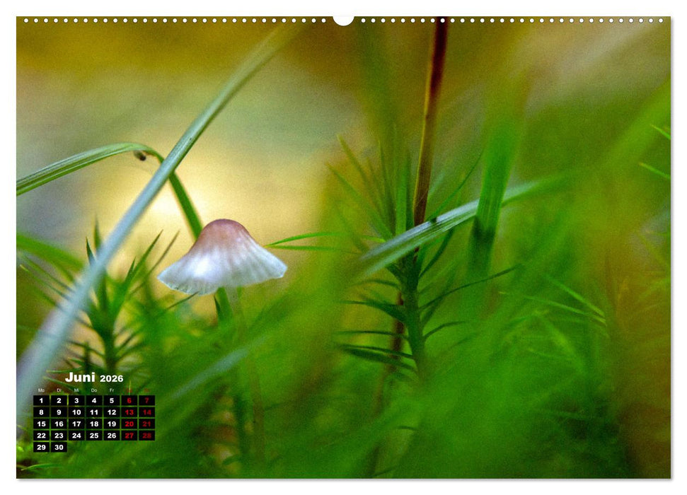 Pilzmagie (CALVENDO Wandkalender 2026)