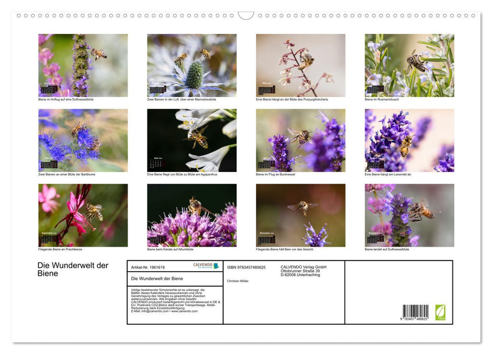 Die Wunderwelt der Biene (CALVENDO Wandkalender 2026)