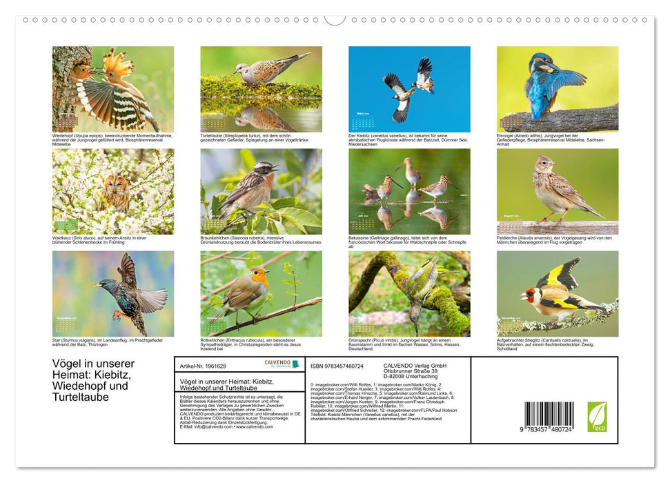 Vögel in unserer Heimat: Kiebitz, Wiedehopf und Turteltaube (CALVENDO Premium Wandkalender 2026)