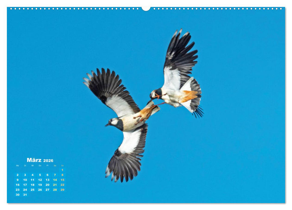 Vögel in unserer Heimat: Kiebitz, Wiedehopf und Turteltaube (CALVENDO Premium Wandkalender 2026)