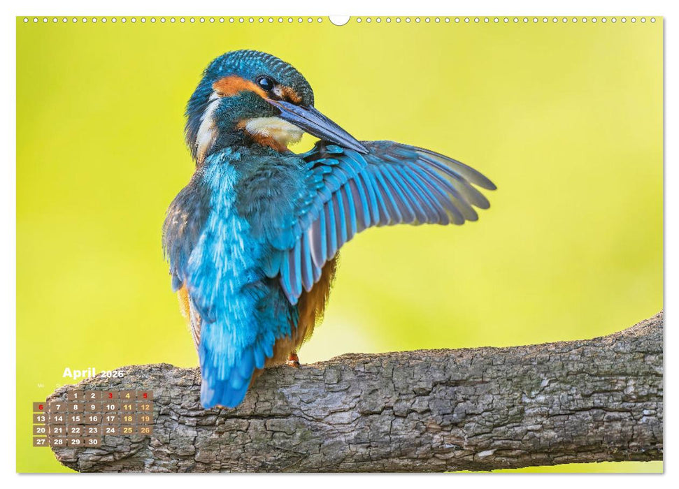 Vögel in unserer Heimat: Kiebitz, Wiedehopf und Turteltaube (CALVENDO Premium Wandkalender 2026)