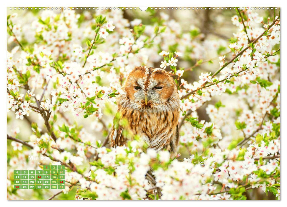 Vögel in unserer Heimat: Kiebitz, Wiedehopf und Turteltaube (CALVENDO Premium Wandkalender 2026)