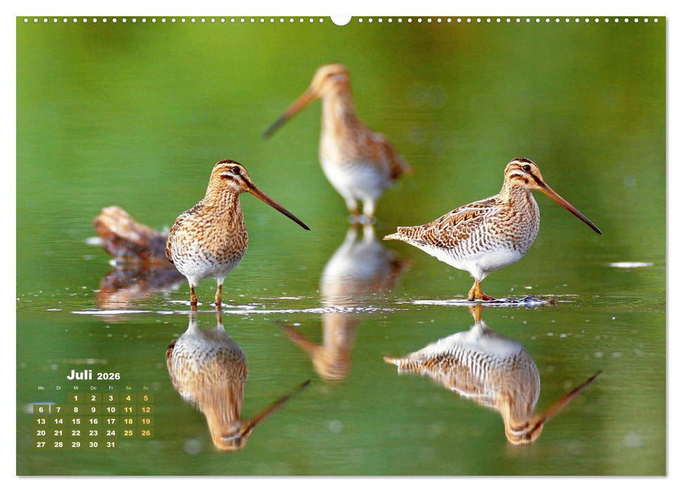 Vögel in unserer Heimat: Kiebitz, Wiedehopf und Turteltaube (CALVENDO Premium Wandkalender 2026)