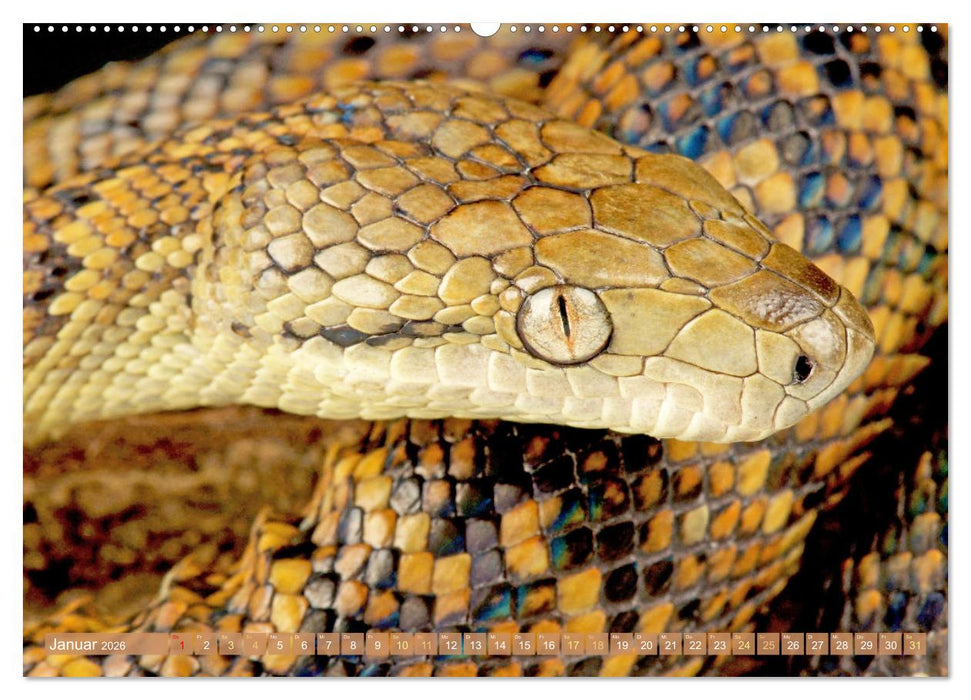 Schlangen: Zupackend (CALVENDO Premium Wandkalender 2026)