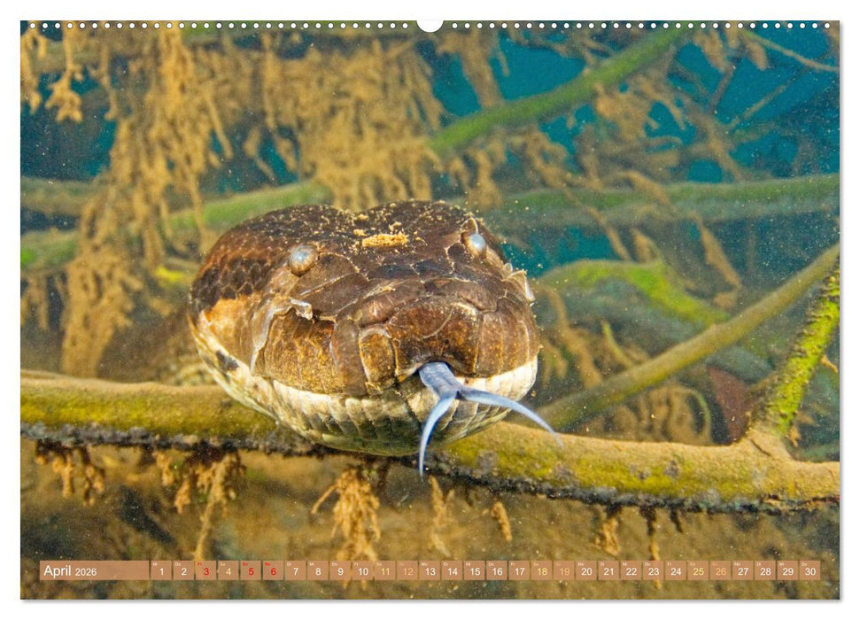 Schlangen: Zupackend (CALVENDO Premium Wandkalender 2026)