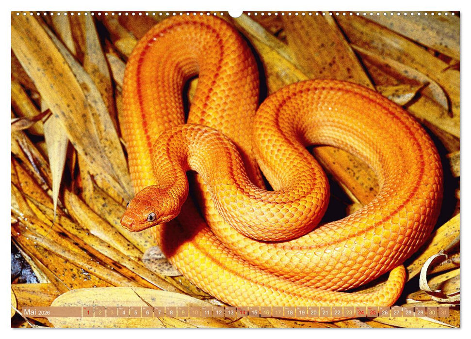 Schlangen: Zupackend (CALVENDO Premium Wandkalender 2026)