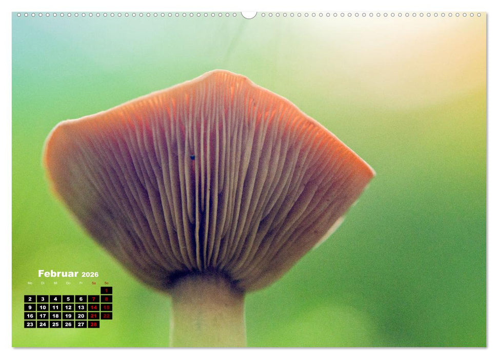 Pilzmagie (CALVENDO Premium Wandkalender 2026)