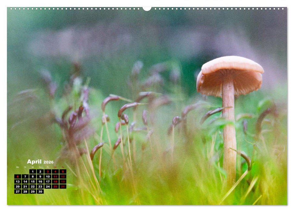 Pilzmagie (CALVENDO Premium Wandkalender 2026)