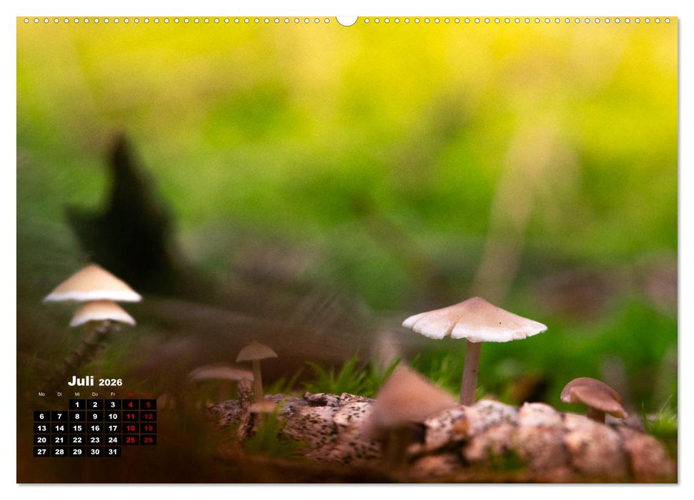 Pilzmagie (CALVENDO Premium Wandkalender 2026)