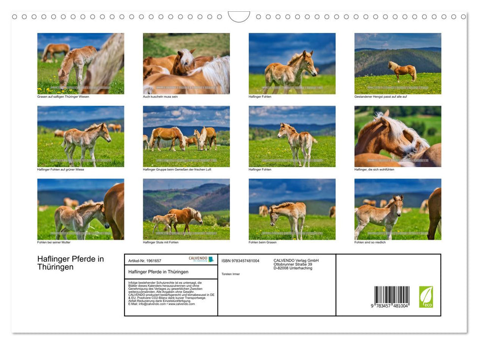 Haflinger Pferde in Thüringen (CALVENDO Wandkalender 2026)