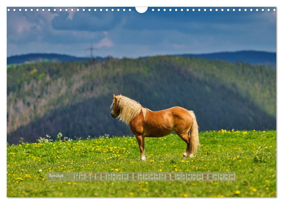 Haflinger Pferde in Thüringen (CALVENDO Wandkalender 2026)