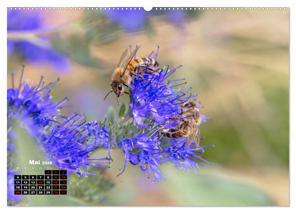 Die Wunderwelt der Biene (CALVENDO Premium Wandkalender 2026)