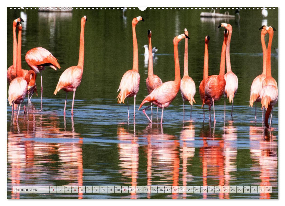 Kuba - Ein ganzes Jahr Karibikflair (CALVENDO Premium Wandkalender 2026)