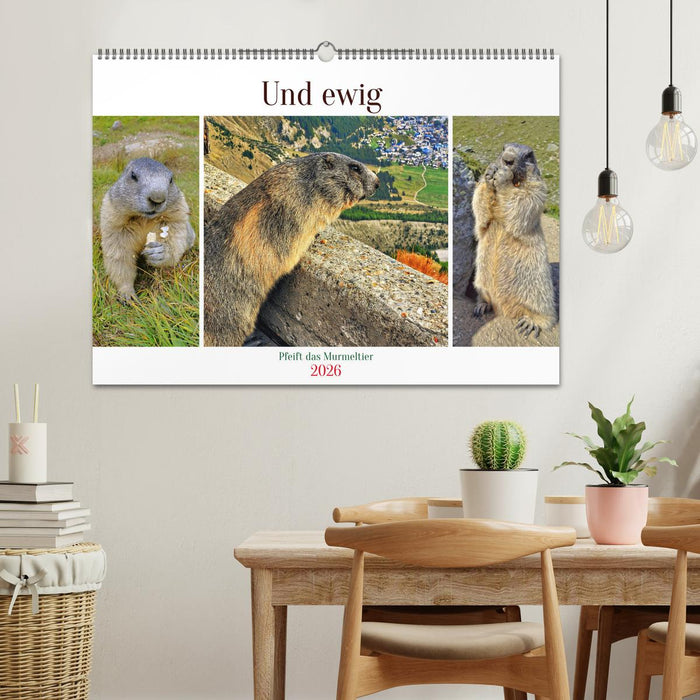 Und ewig pfeift das Murmeltier (CALVENDO Wandkalender 2026)