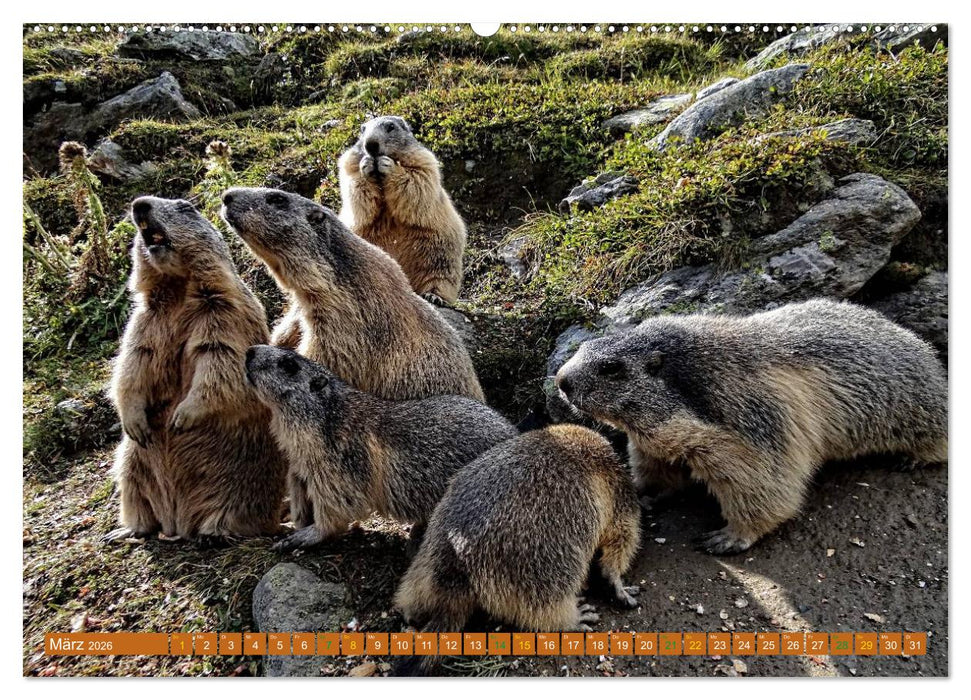 Und ewig pfeift das Murmeltier (CALVENDO Wandkalender 2026)