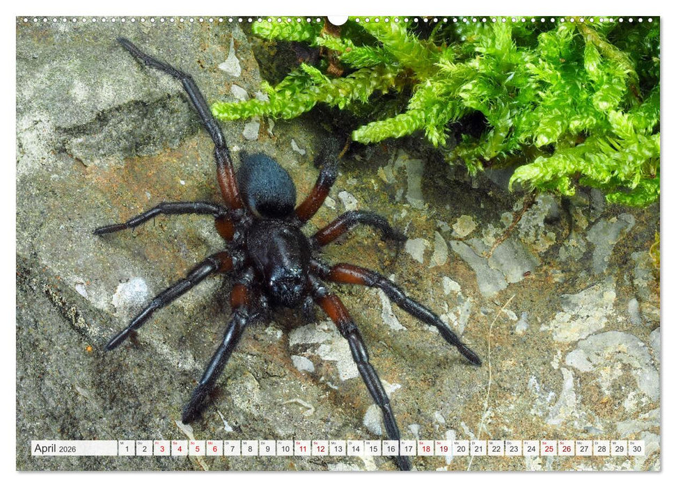 Nosferatu und Co. (CALVENDO Wandkalender 2026)