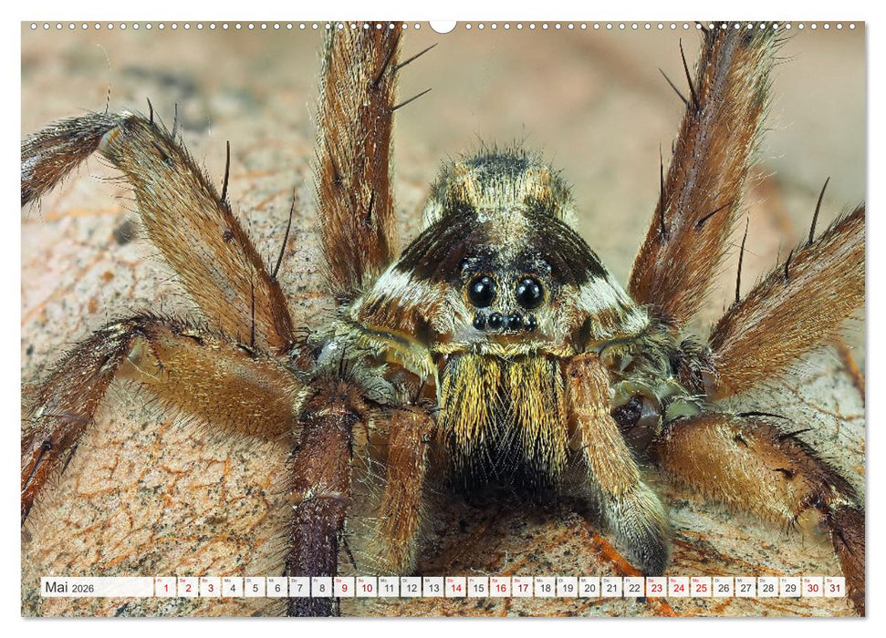 Nosferatu und Co. (CALVENDO Wandkalender 2026)