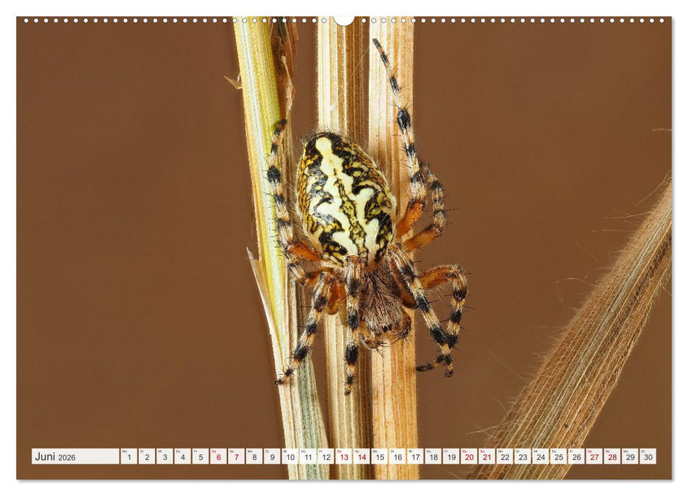 Nosferatu und Co. (CALVENDO Wandkalender 2026)