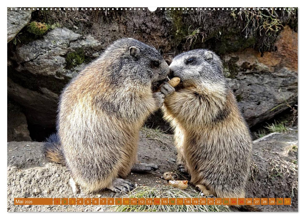 Und ewig pfeift das Murmeltier (CALVENDO Premium Wandkalender 2026)