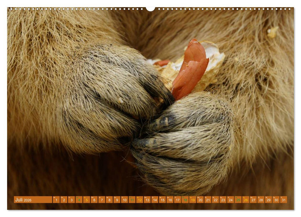 Und ewig pfeift das Murmeltier (CALVENDO Premium Wandkalender 2026)