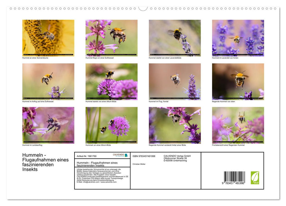 Hummeln - Flugaufnahmen eines faszinierenden Insekts (CALVENDO Premium Wandkalender 2026)