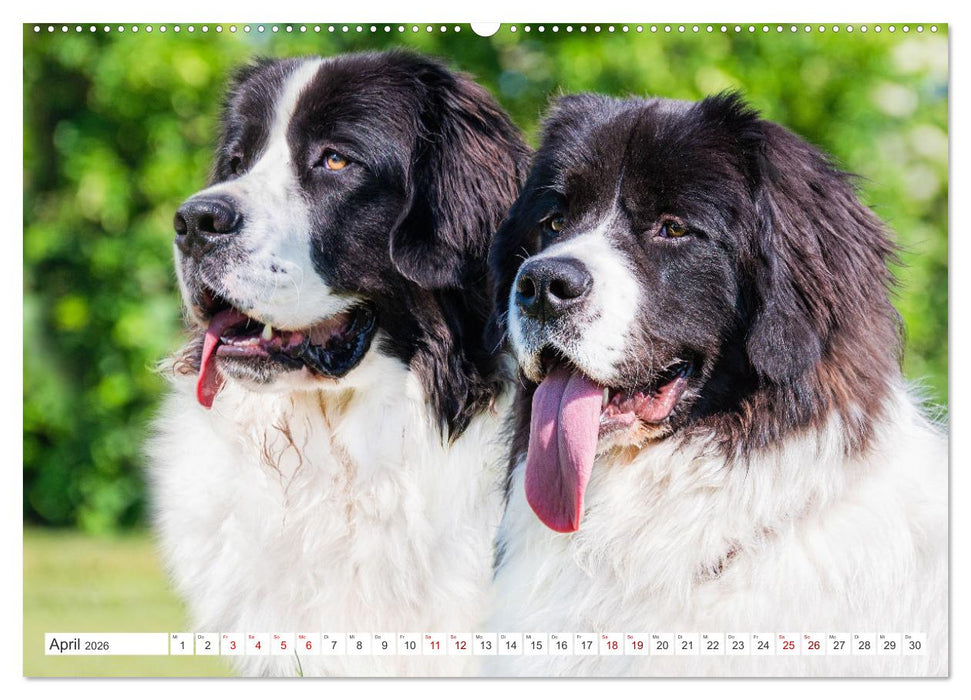 Unsere Freunde auf vier Pfoten - Hunde (CALVENDO Wandkalender 2026)