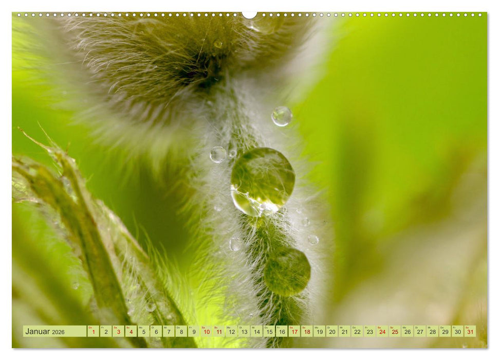 Alles im grünen Bereich (CALVENDO Wandkalender 2026)