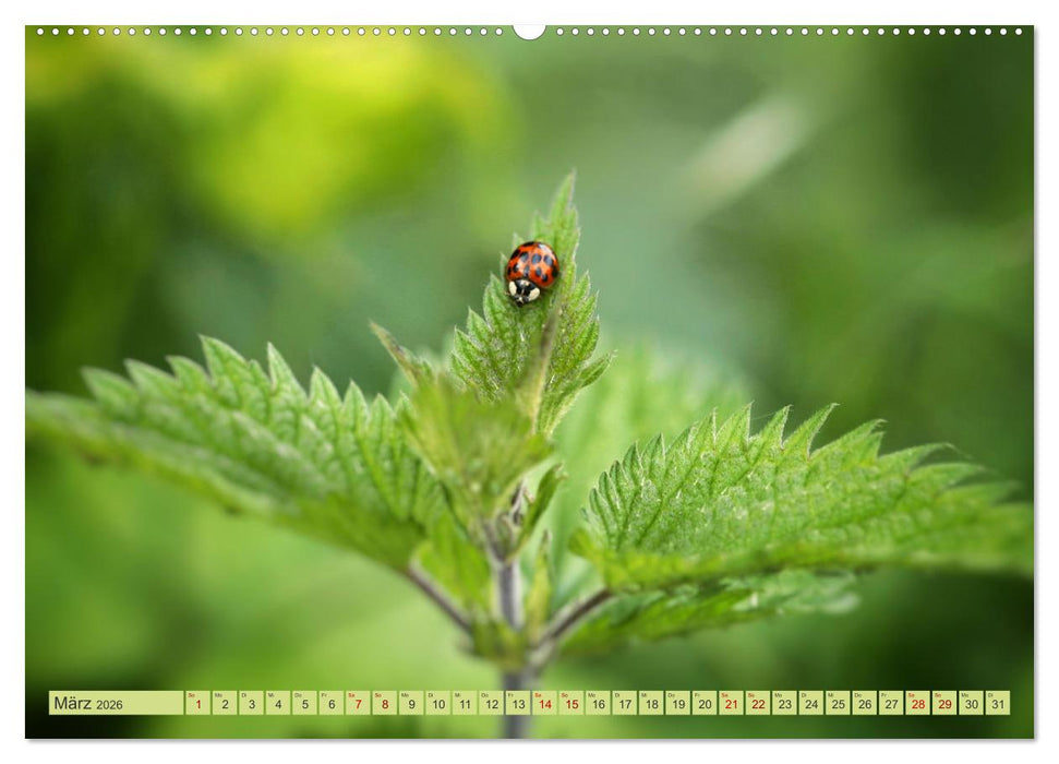 Alles im grünen Bereich (CALVENDO Wandkalender 2026)