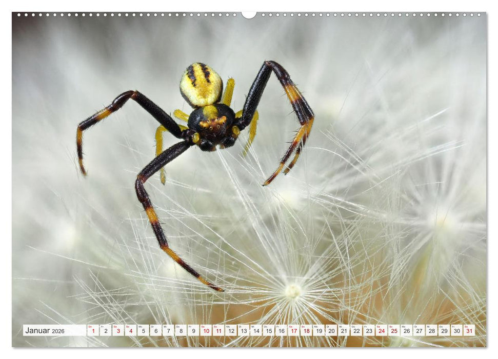 Nosferatu und Co. (CALVENDO Premium Wandkalender 2026)