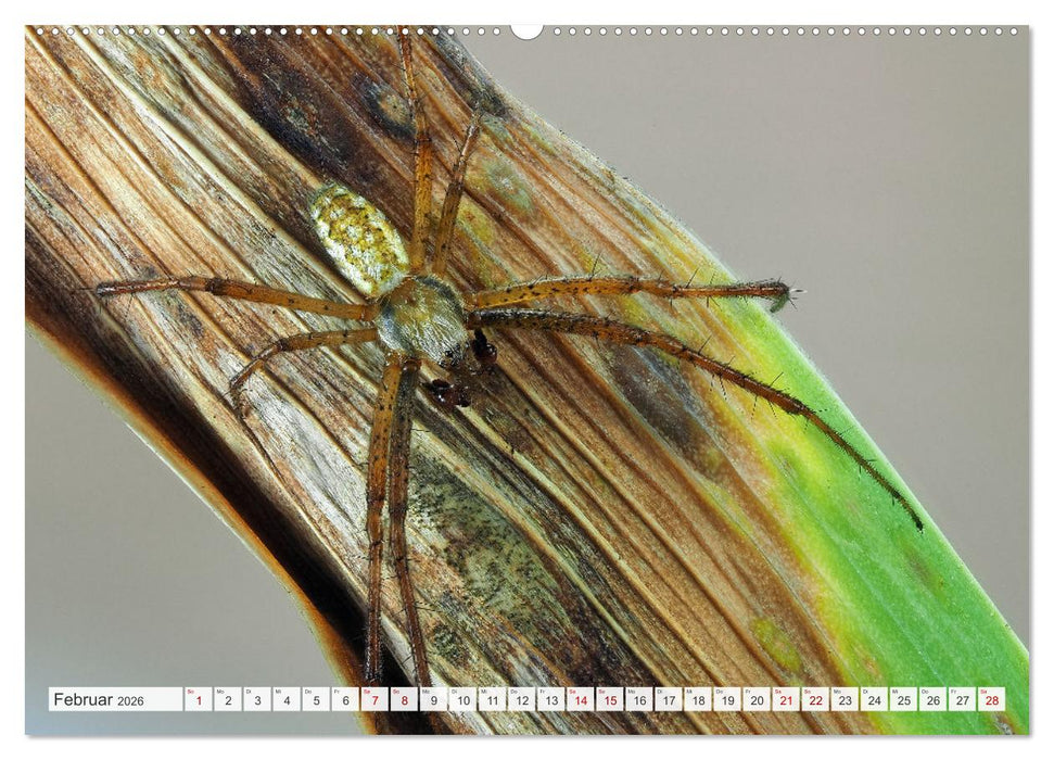 Nosferatu und Co. (CALVENDO Premium Wandkalender 2026)