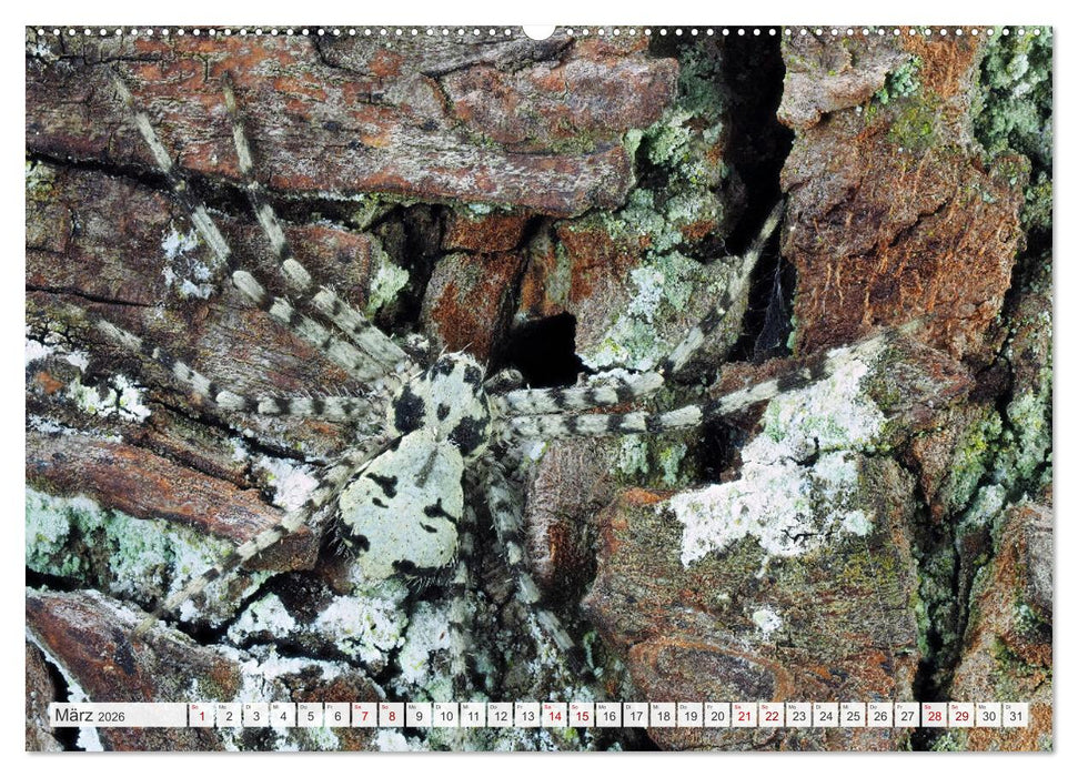 Nosferatu und Co. (CALVENDO Premium Wandkalender 2026)