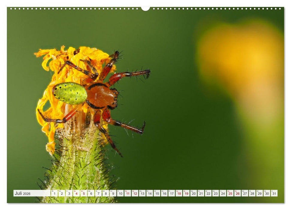 Nosferatu und Co. (CALVENDO Premium Wandkalender 2026)